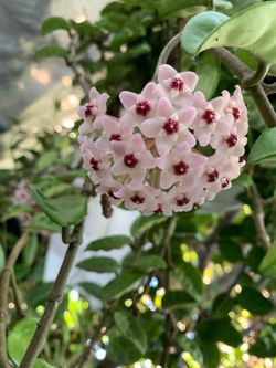 Krinkle eigth Hoya plant
