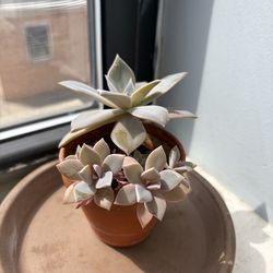Succulent plants