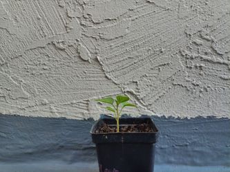 Tomatillo seedlings 🌱