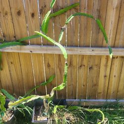 Neon Dragonfruit Plant