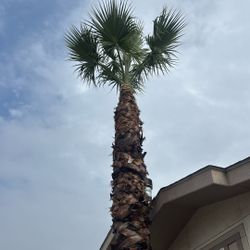 Palms Trimming 