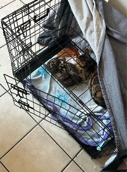 Cage for sale