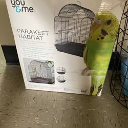 Bird Cage In The Box 