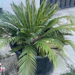 Sago Palm Tree