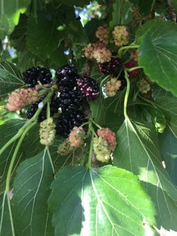 Mulberries tree Plant $25