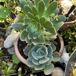 Succulent Plant 