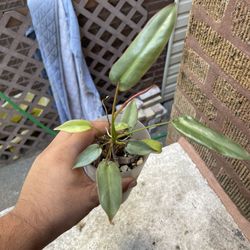 philodendron atabapoense