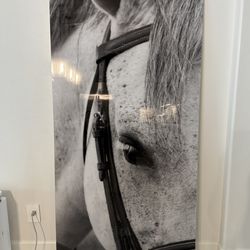 Stunning horse photo