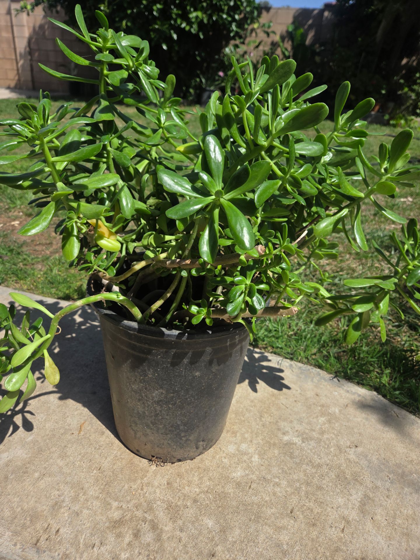 Suculent jade plant