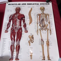Póster, Human Anatomy