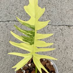 Philodendron Florida Beauty x Tortum Variegated New Hybrid 