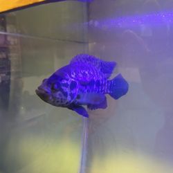 Aquarium Fish