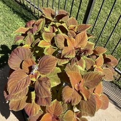 Coleus Campfire Plant $35