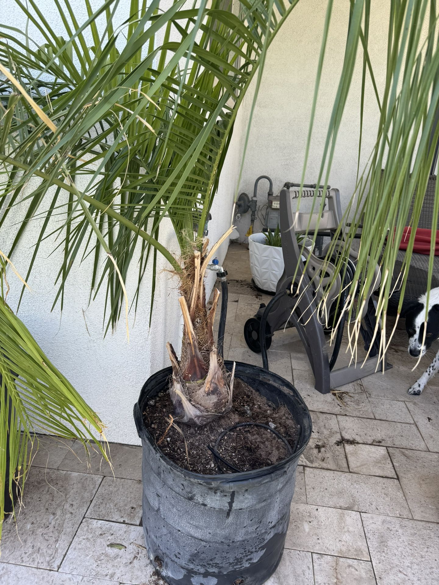 Mule Palms For Sale
