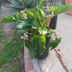 White Alcatraz Plant