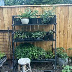 Plant- Tool- Yard Sale 