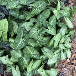 Assorted Syngoniums, Battix, White Butterfly,Maria