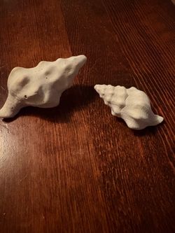 Chalky Gastropod Seashells