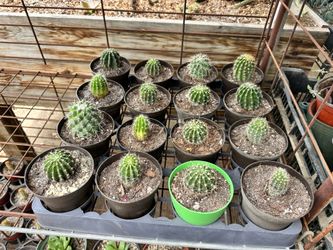 Cactus 🌵