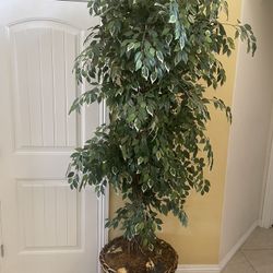 Big Plant 