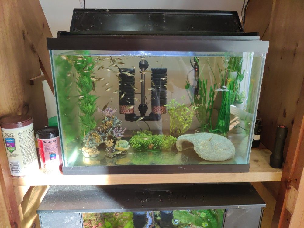 Free Guppy Females