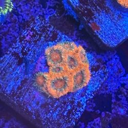 Micro Acan Display Decor