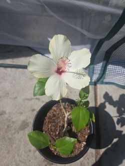 White Hibiscus plant
