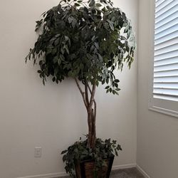 7ft Tall Tree