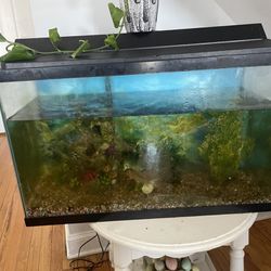 Fish Tank With Fish