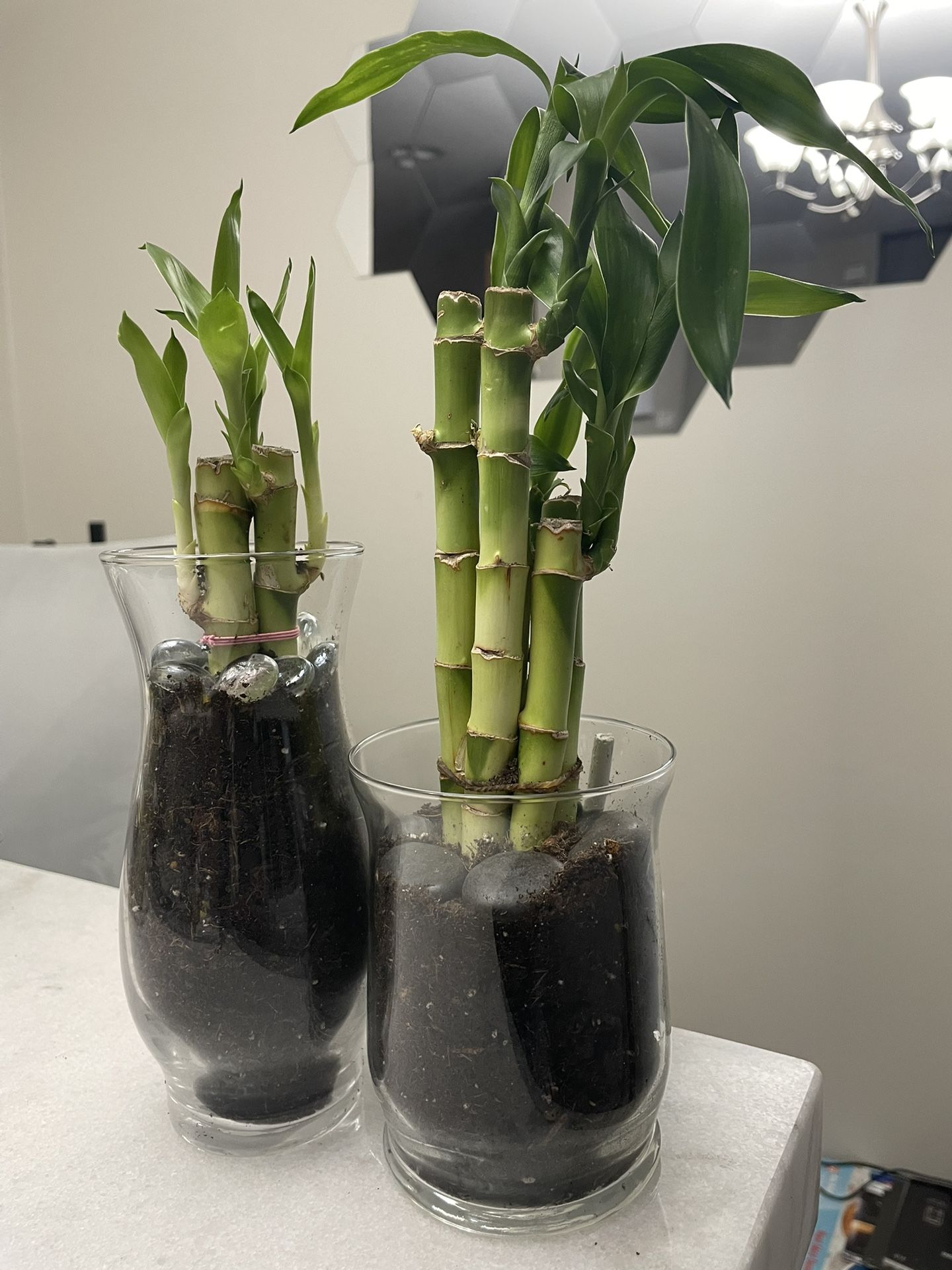 Lucky Bamboo