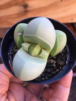 Lithop 2.5”