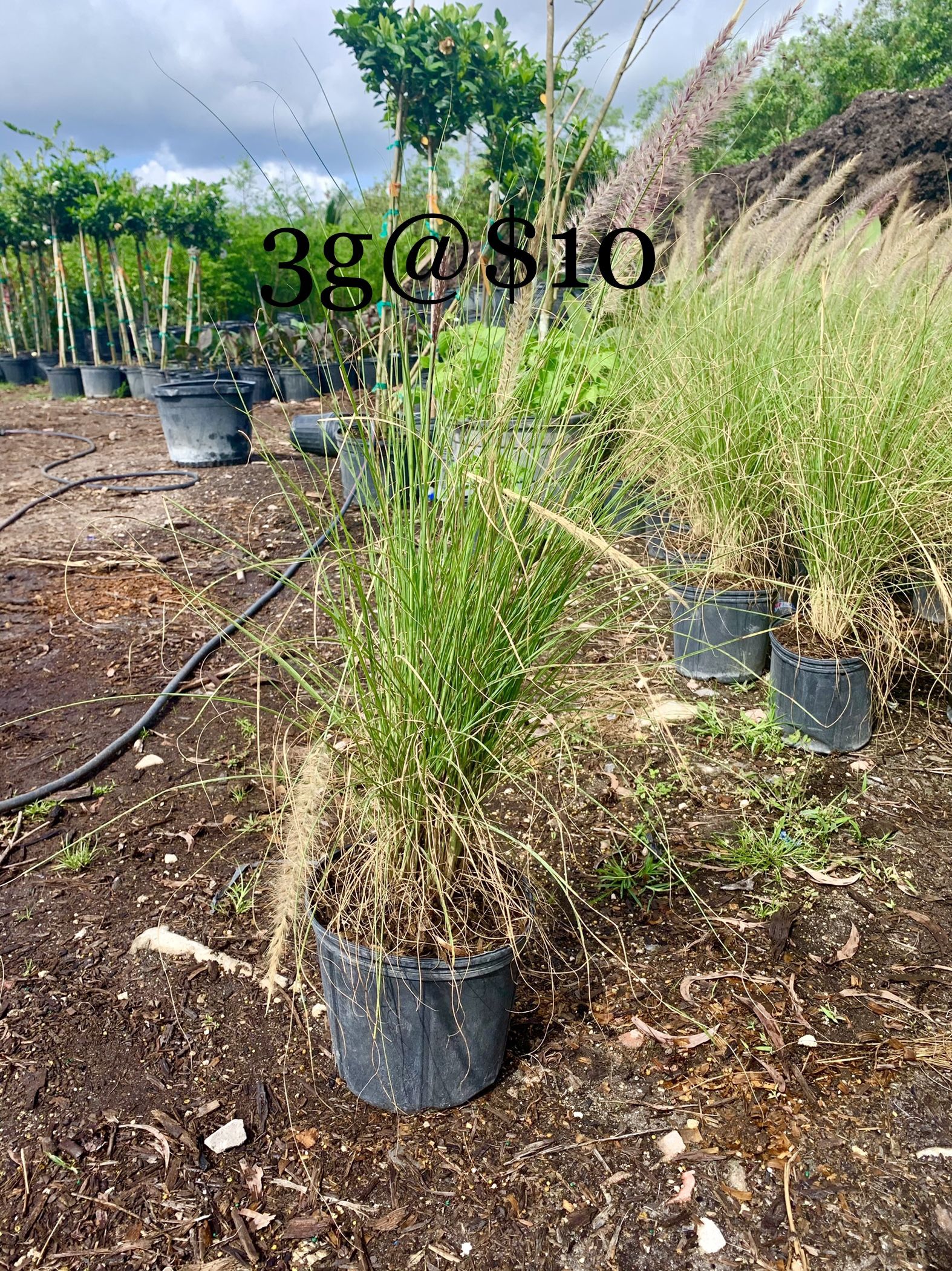 Fountain Grass Healthy for Sale in Stuart, FL OfferUp