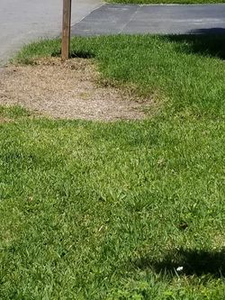 Sod Available
