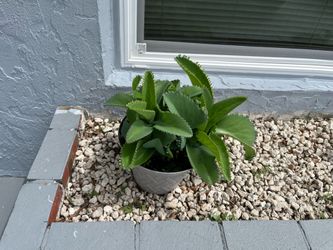 Mother of Thousands