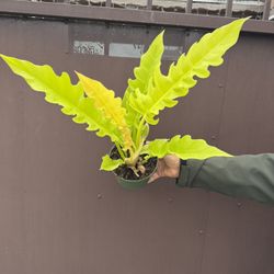 Philodendron Golden Cocodrilo In 6” Pot 