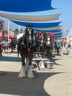 LA County Fair (Friday 29th only)
