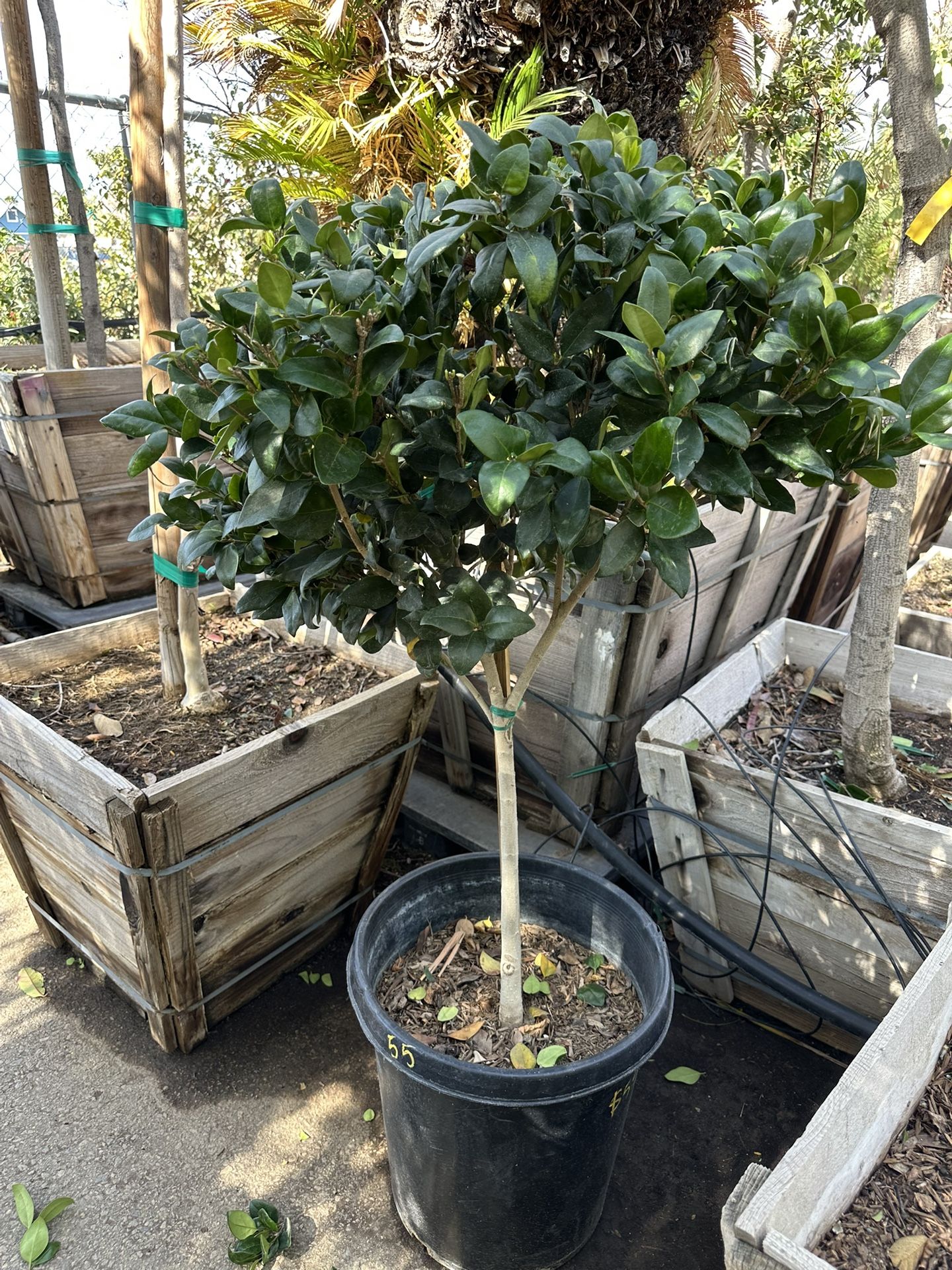 Waxleaf Privet Topiary
