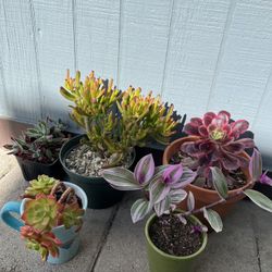 5 Bonitas Plantas $60 Por Todas En Su Maceta 