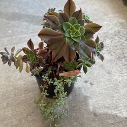Succulent 
