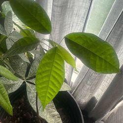 Cacao Tree seedling