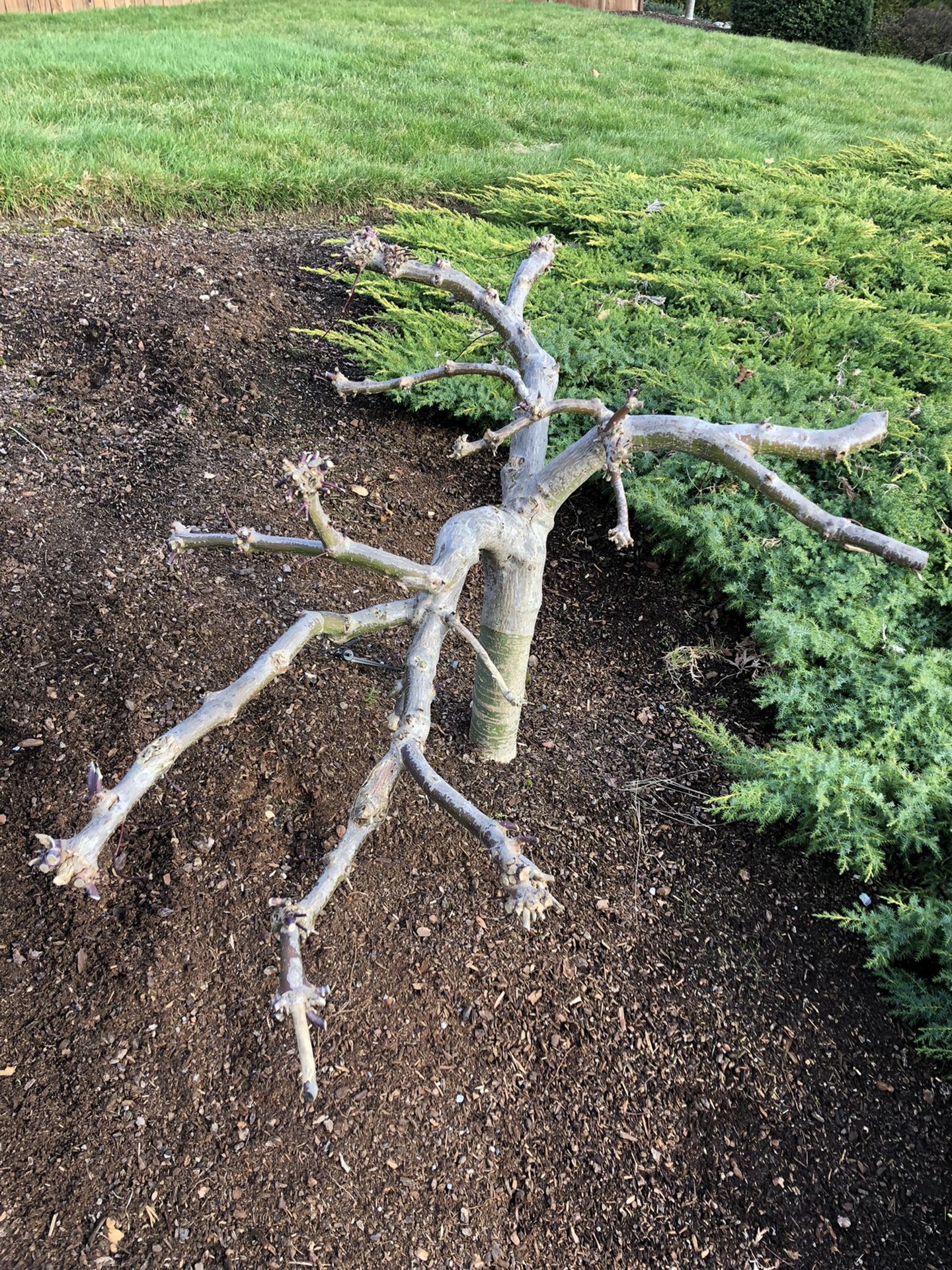 Japanese Maple Tree