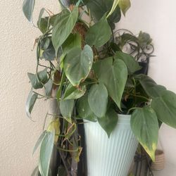 Plant  For Room Firm Price