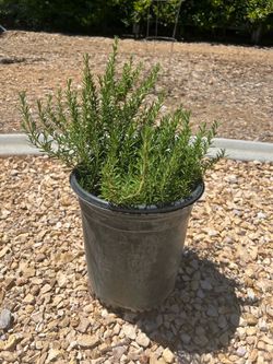 Rosemary Garden Plants - 5 Gallon Pots