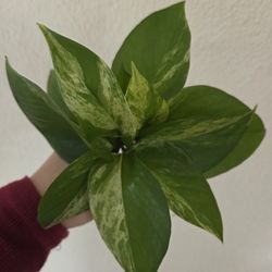 Marble Queen Pothos Plant Cuttings