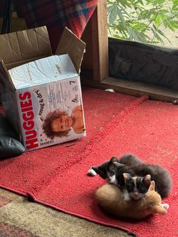 Huggies