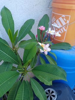 Live Plumeria Plant with Blooms