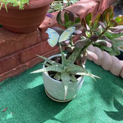 Beautiful Pot Plants