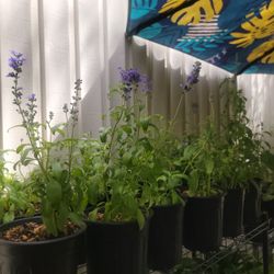 Mealy Cup Sage Salvia Plants 