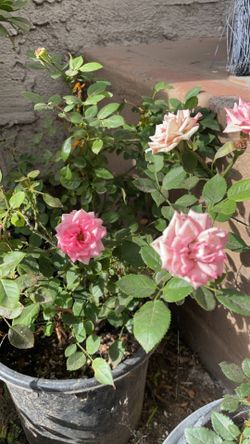 Pink Roses