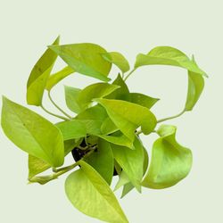 Pothos Neon 4”
